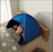 Mini Portable Pop-Up Beach & Camp Head Shade Tent (Windproof, Sun Shelter)